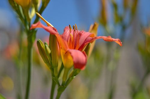 Ook bloemen houden van de zomer