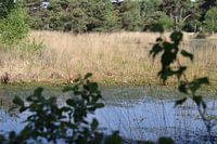 Blick durch das Moor in Goirle