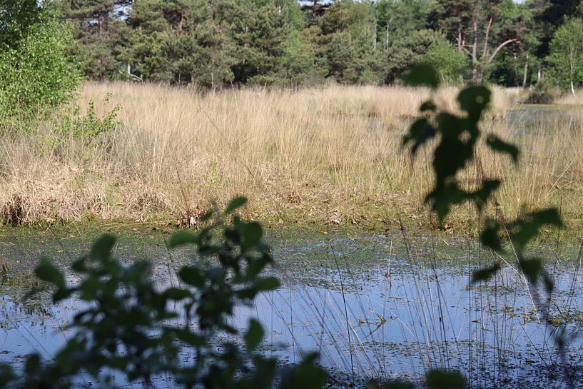 Blick durch das Moor in Goirle von Monica de Roo-Peeters