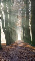 Beams of light