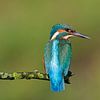ijsvogel by Ronald Kamphuis