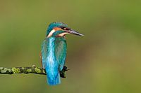 ijsvogel