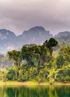 Lush forest