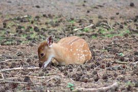little deer by marijke servaes