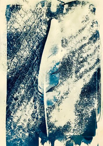Cyanotype n° 77