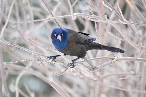 Een bronzen grackle in de tuin