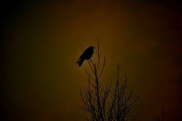 Vogel in het donker van Daniella Hardeman