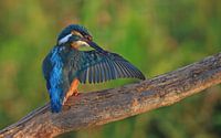 Wassende IJsvogel op een tak