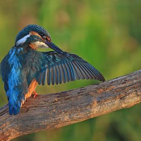 Wassende IJsvogel op een tak van Michel de Beer