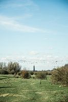 vogels trekken over Nederland