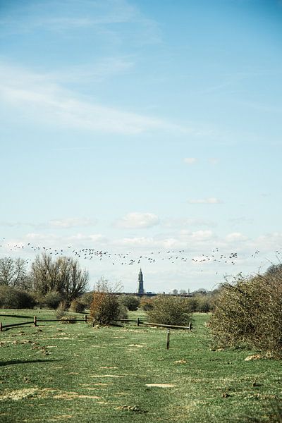 Vögel wandern über die Niederlande von Jan Willem De Vos