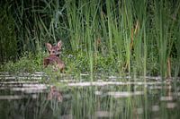 Ree at the water's edge