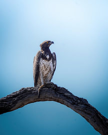 Fighting in Zimbabwe by Tom Zwerver