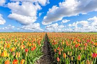 palette de couleurs avec des tulipes en fleurs
