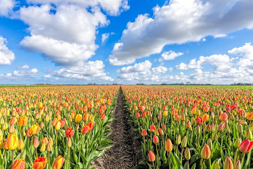 Vollfarbe mit Tulpen in voller Farbe mit Tulpen in den Niederlanden von eric van der eijk