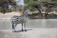 Zebra in het zand bij een waterpoel in Tarangire, Tanzania van Ruben Bleichrodt thumbnail