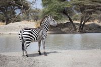 Zebra in het zand bij een waterpoel in Tarangire, Tanzania