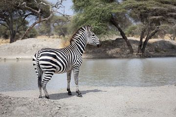 Zebra im Sand in der Nähe eines Wasserlochs in Tarangire, Tansania von Ruben Bleichrodt