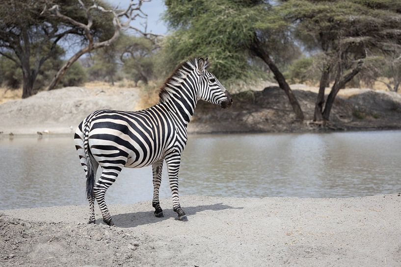 Zebra in het zand bij een waterpoel in Tarangire, Tanzania van Ruben Bleichrodt