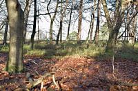 am Rande des Waldes