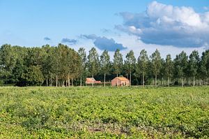 Saison des pommes de terre sur Werner Lerooy