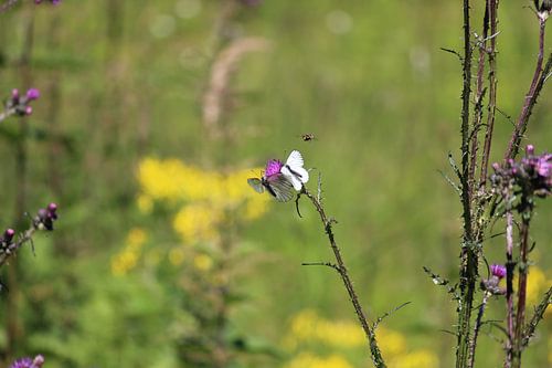 Schmetterlinge in Österreich