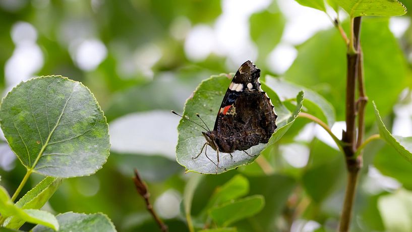 Butterfly on a leaf by Bo Valentino