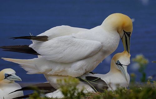 Broedende jan-van-genten op het eiland Helgoland.