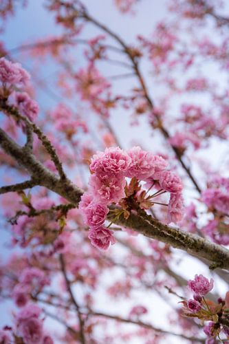 Bloesemboom