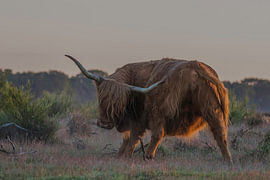 Scottish Highland cow in the morning light by Wim & Jur