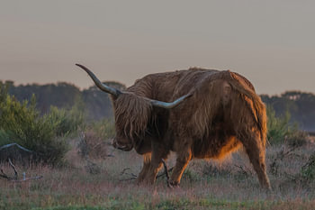 Schotse hooglander in ochtendlicht