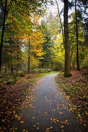 Der Herbst ist schön von Alexander van der Molen