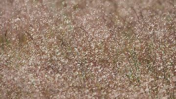 Siergras met tegenlicht van Tesstbeeld Fotografie