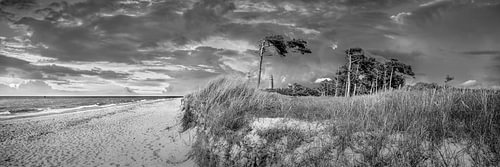 West beach on the Darß on the Baltic Sea in black and white.