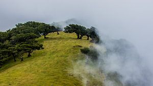 Der Wald verschwindet in den Wolken