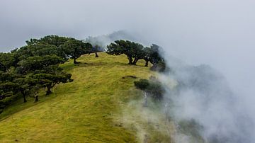 Der Wald verschwindet in den Wolken von Hugo Braun