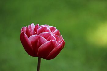 Doppelte Tulpe „Columbus“