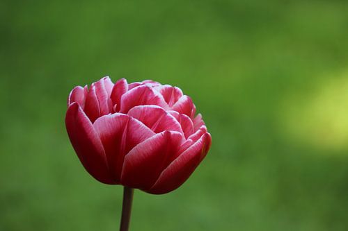 Doppelte Tulpe „Columbus“