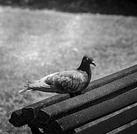 Silence urbain