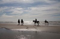 Paarden tijdens schemering op Wassenaarse slag