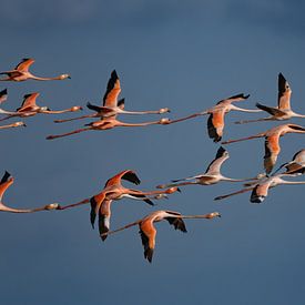 Caribbean Flamingo's by Lex van Doorn