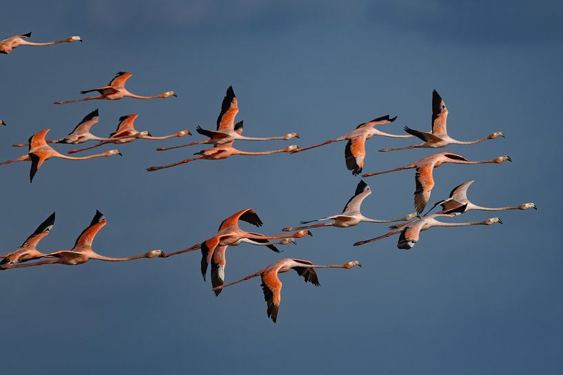 Caribbean Flamingo's by Lex van Doorn