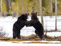 Combattre les ours bruns dans la neige finlandaise