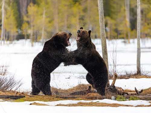 Vechtende bruine beren in de Finse sneeuw