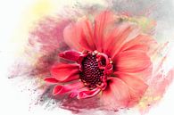 Red Queen Mini-Sonnenblume von Harry Stok Miniaturansicht