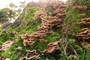 Paddenstoelen in het bos