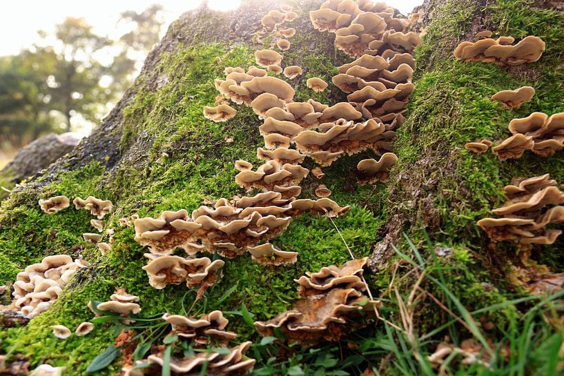 Champignons dans la forêt par Bobsphotography