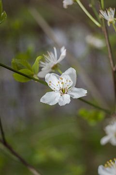Fleurs de printemps (2) sur Rossum-Fotografie