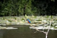 IJsvogel