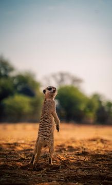 Erdmännchen in der Kalahari von Namibia, Afrika von Patrick Groß